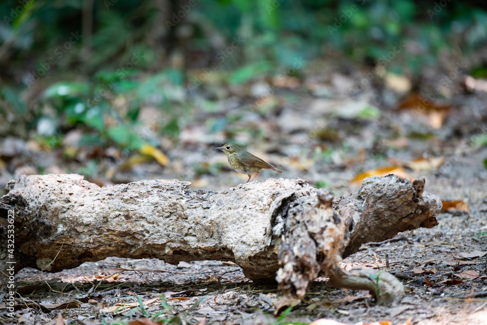 Obraz premium Siberian Blue Robin