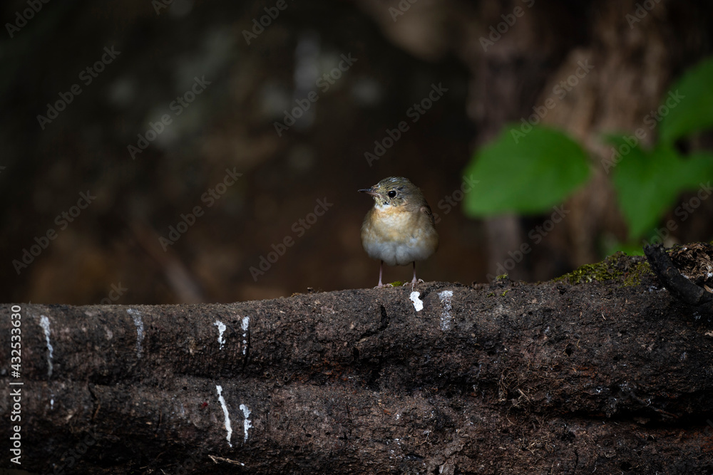 Naklejka premium Siberian blue Robin