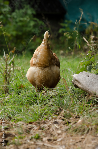 hen on his back walking through the grass