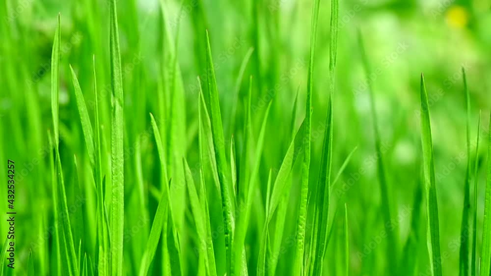 Nature background - Green grass swaying in wind in slow motion close up. Beautiful green juicy lawn. Natural meadow or field densely overgrown with grass. Green environment concept, relaxing, abstract Nature background - Green grass swaying in wind in slow motion close up. Beautiful green juicy lawn. Natural meadow or field densely overgrown with grass. Green environment concept, relaxing, abstract