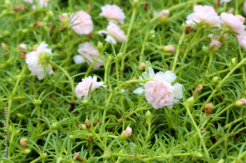 Be soft pink and white flowers, PortulacaGrandiflora, japanese rose. Beautiful sun plant. photo