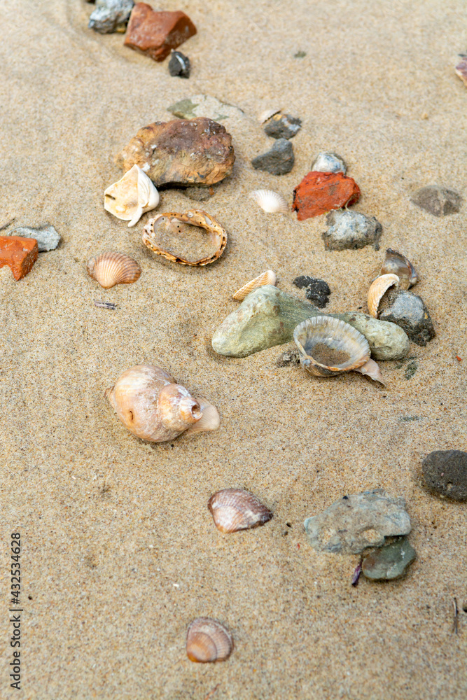 Seashells on yellow sandy beach in small Belgian town Knokke-Heist, luxury vacation destination, summer holidays Seashells on yellow sandy beach in small Belgian town Knokke-Heist, luxury vacation destination, summer holidays