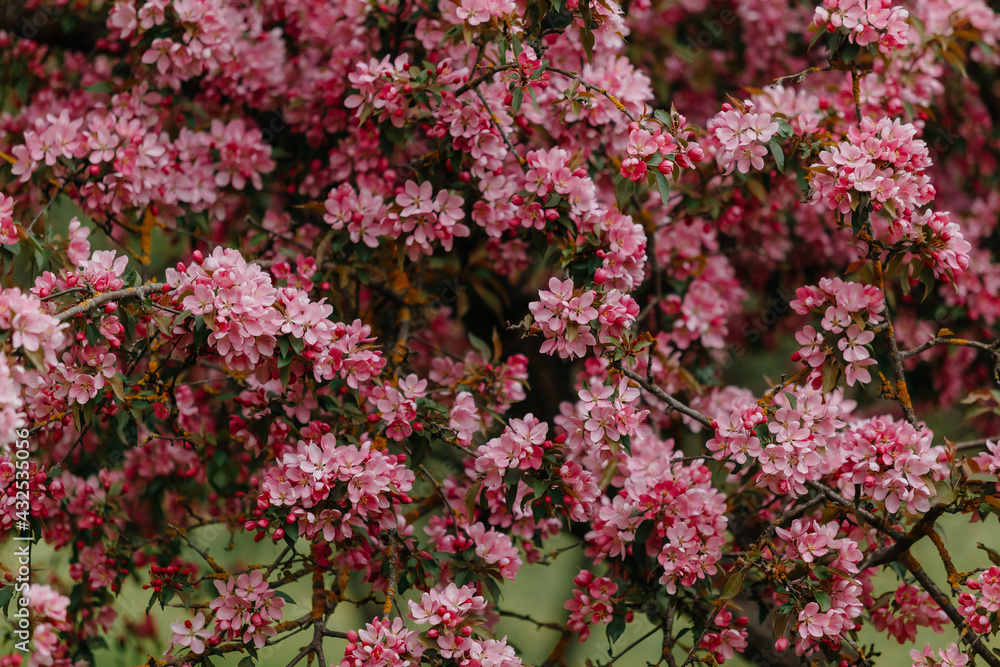 spring. blooming sakura tree . pink flowers. High quality photo