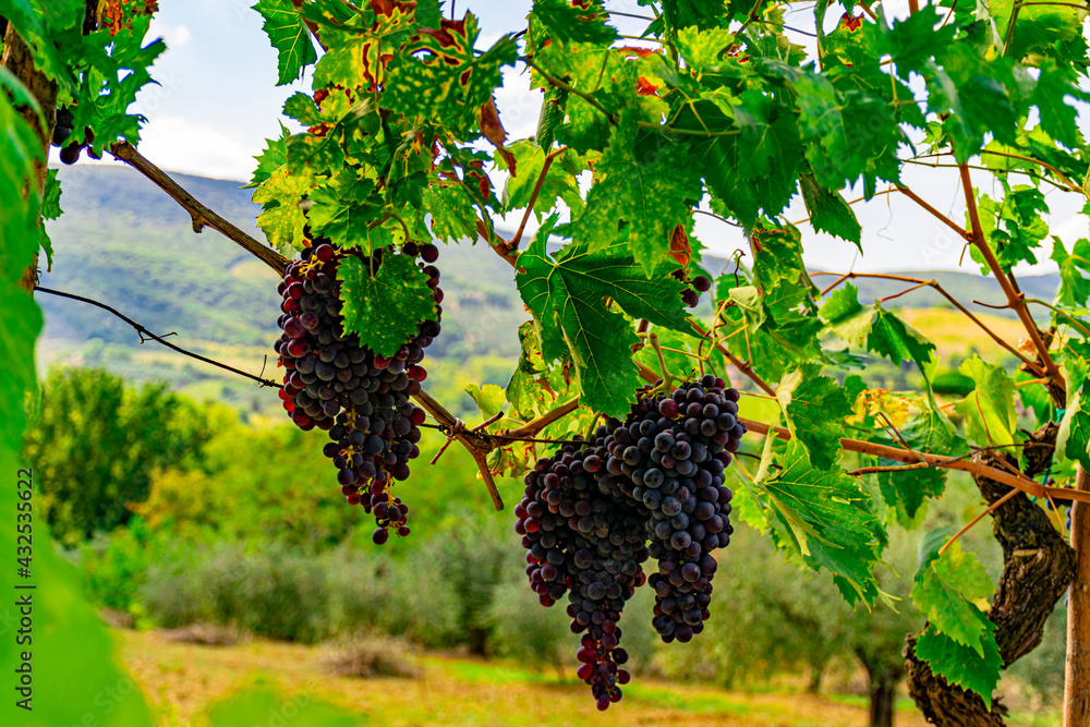 Cluster of ripe grapes on a vine in Tuscany, Italy.