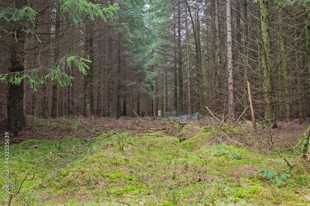 Landscape scene through rural woodland forest in winter