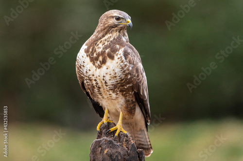 Common Buzzard perched on a tree trunk