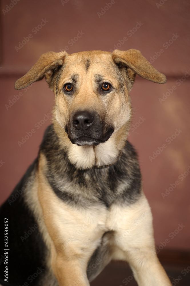 cute brown and black mongrel dog in studio cute brown and black mongrel dog in studio