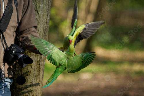 Bagarre de perruche à collier dans la main d'un photographe photo