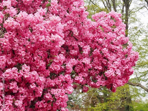 Huge pink blooming rhododendron bush or tree in spring