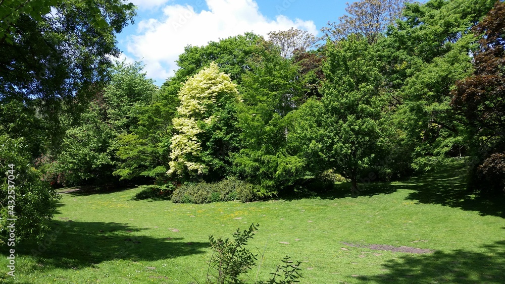 Fototapeta premium Parklandschaft des Rombergparks in Dortmund, Deutschland Park landscape of the Rombergpark in Dortmund, Germany