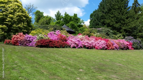 Leuchtende bunte Azaleenbüsche im Rombergpark von Dortmund, Nordrhein-Westfalen, Deutschland Luminous colorful azalea bushes in the Rombergpark of Dortmund, North Rhine-Westphalia, Germany photo