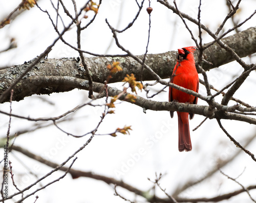 Male Cardinal © Jessica