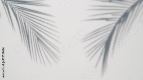 blur Palm tree shadow on white background