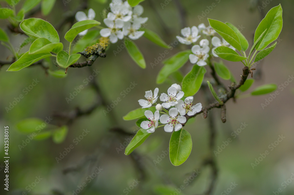 A Beautiful Nature Background of Some Young White Apple Tree Blossoms On a Tree Branch Along With Some Leaves, With Depth of Field, Showing a Sense of Freshness, Calmness and Peace A Beautiful Nature Background of Some Young White Apple Tree Blossoms On a Tree Branch Along With Some Leaves, With Depth of Field, Showing a Sense of Freshness, Calmness and Peace