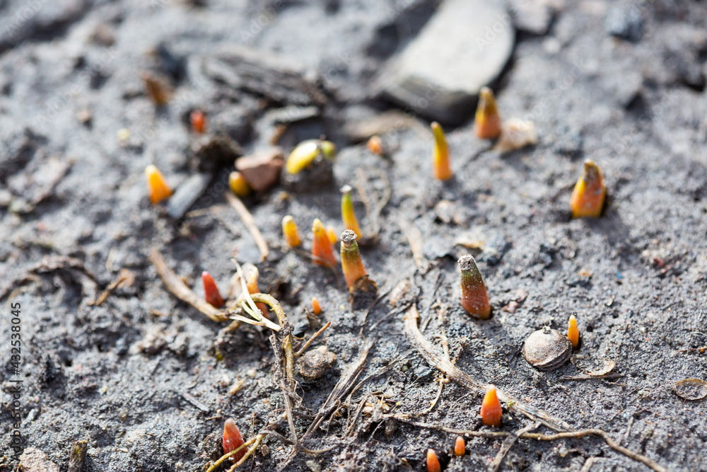 the first green sprouts of early spring flowers make their way to the sun the first green sprouts of early spring flowers make their way to the sun