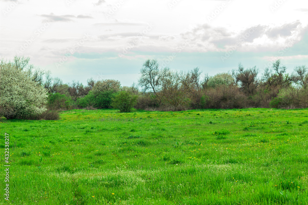 Obraz premium summer landscape, green lawn near the forest