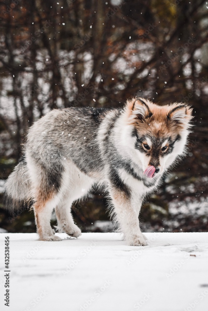 Naklejka premium Portrait of a young puppy Finnish Lapphund dog