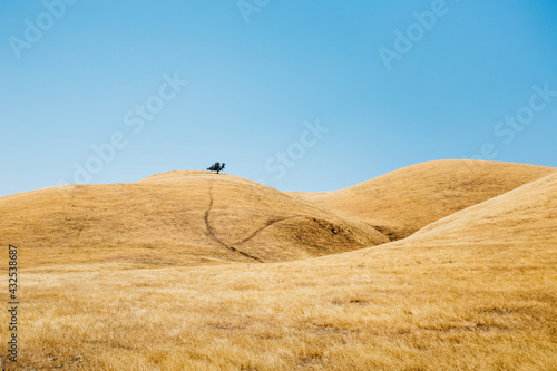 Lone tree on golden hills of Diablo Range in California