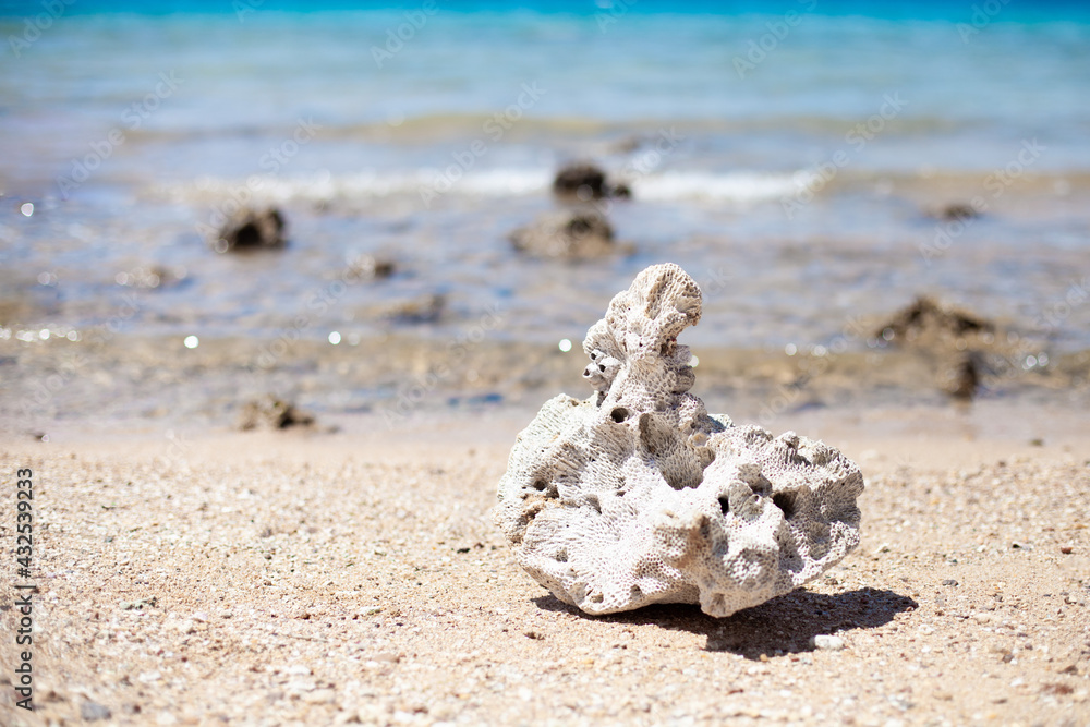 Big part of dead coral on a beach on the background of Red sea. Treasures of the sea, sea and ocean protection concept. Close up. Big part of dead coral on a beach on the background of Red sea. Treasures of the sea, sea and ocean protection concept. Close up.