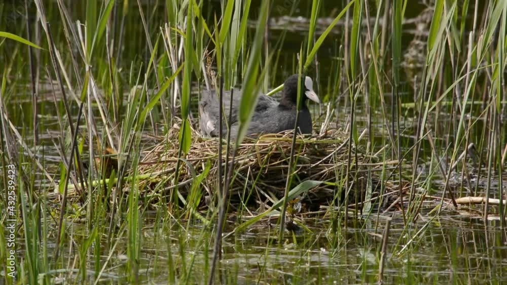 Eurasian coot in het nest with chicks inthe marsh in Bourgoyen nature reserve, Ghent, Flanders, Belgium - Fulica atra Eurasian coot in het nest with chicks inthe marsh in Bourgoyen nature reserve, Ghent, Flanders, Belgium - Fulica atra
