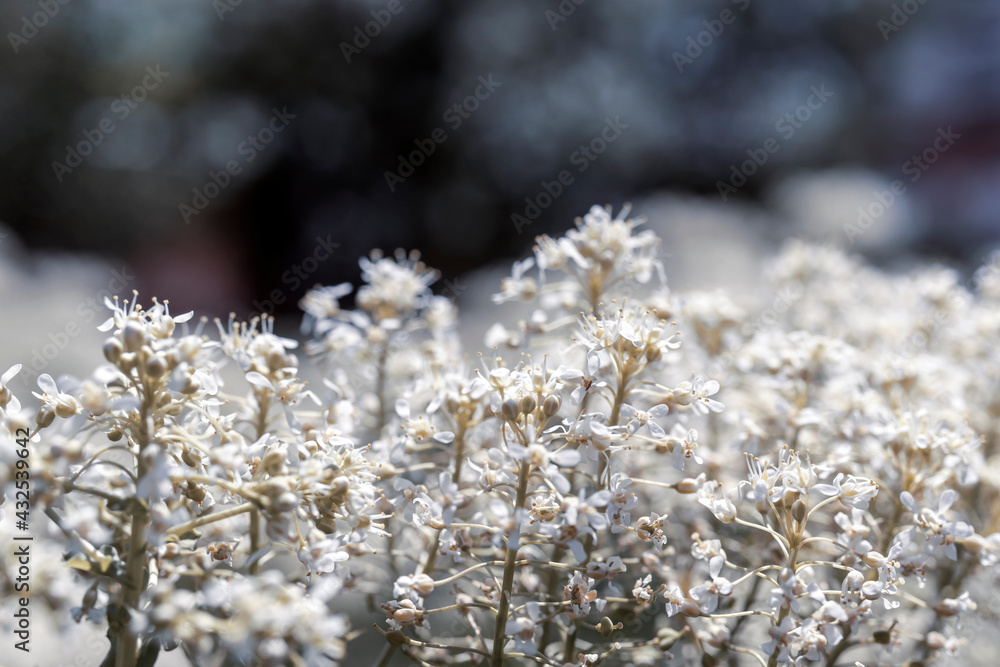 frost on the branches of tree frost on the branches of tree