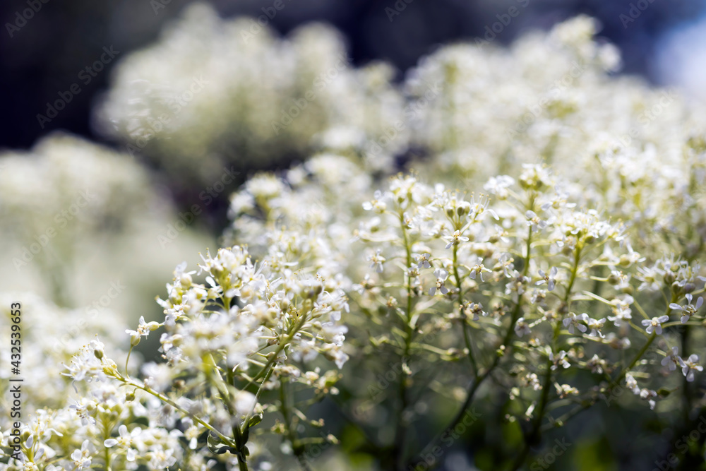 white wild flowers garden, in nature, against the sky. white wild flowers garden, in nature, against the sky.