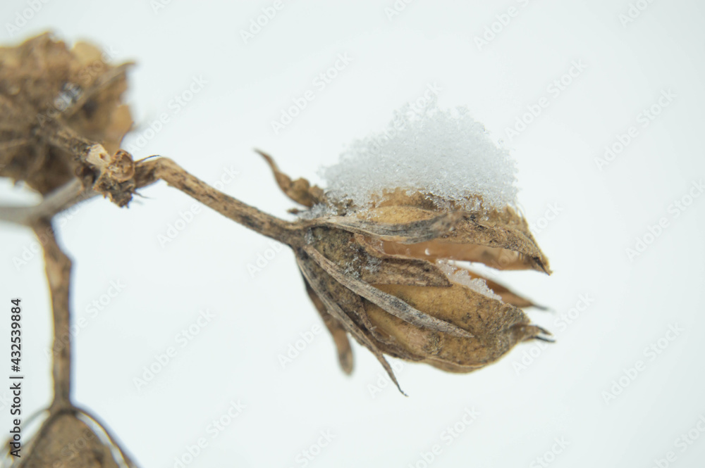 Close-up of dried hops on a blurred white background Close-up of dried hops on a blurred white background