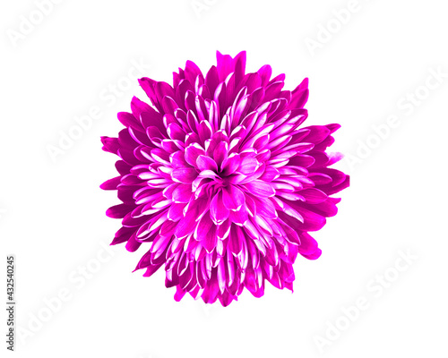 Isolated Bright Pink Flower Blossom