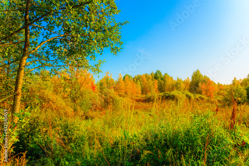 Colorful autumn forest on a sunny day, wet swamps overgrown with vegetation