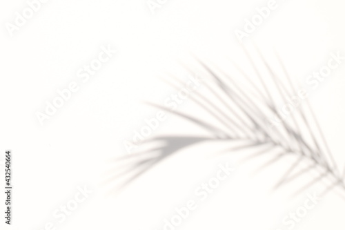 blur Palm tree shadow on white background