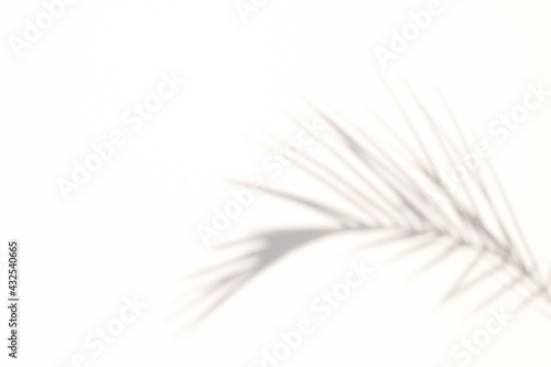 blur Palm tree shadow on white background