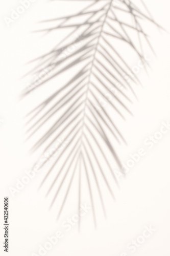 blur Palm tree shadow on white background