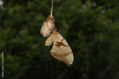 Fotografie Polyphemus moth resting on the cocoon it just emerged from.
