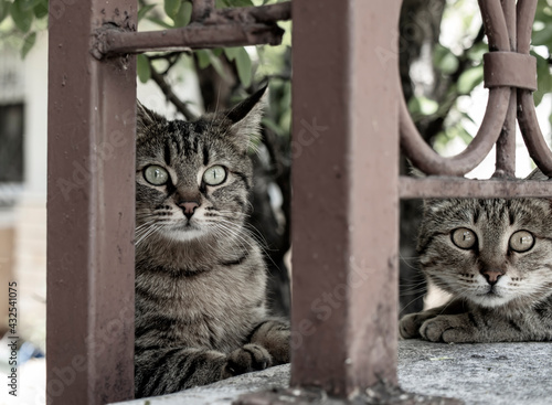 cats living on the street above the garden and garden wall. They look puzzled, confused and cute.