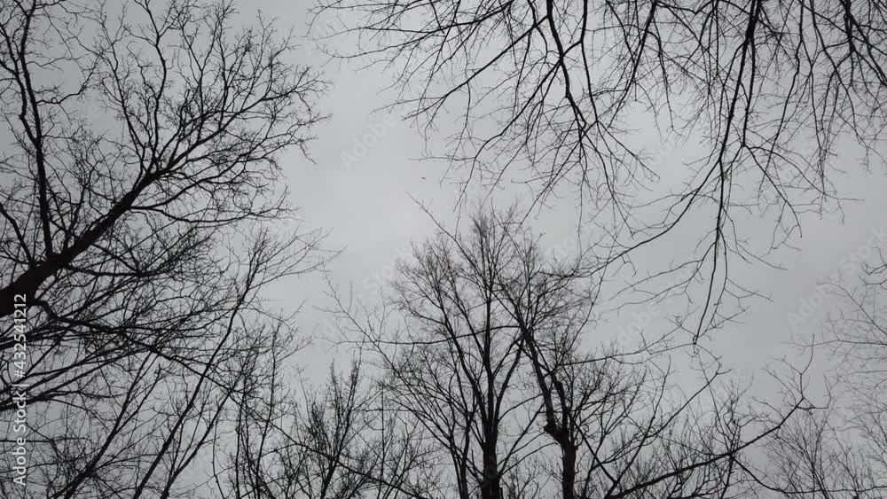 Forest Ceiling To Forest Floor Vertical Panorma In Winter With Bare Trees Forest Ceiling To Forest Floor Vertical Panorma In Winter With Bare Trees