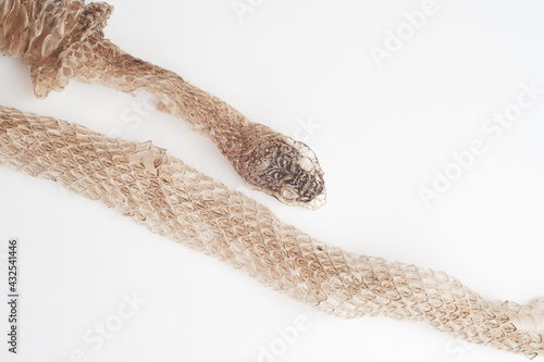 Snake shedding skin on white background,molting snake