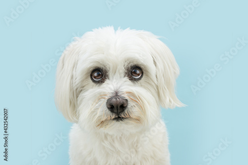 Cute maltese dog looking up with sad expression and whale eyes. Isolated on blue colored background