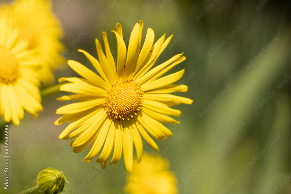 yellow flower in the garden yellow flower in the garden