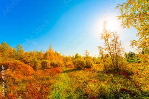 Colorful autumn forest on a sunny day, wet swamps overgrown with vegetation in the rays of a bright sun