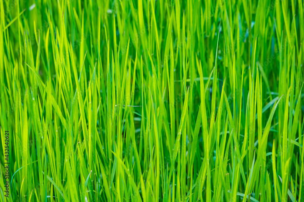 green grass texture or background green grass texture or background