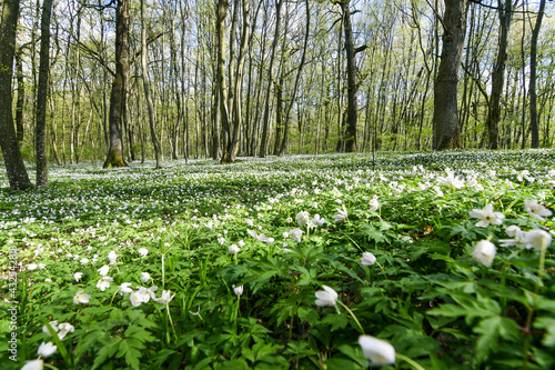 Wide angle shot of spring forest meadow covered with flowering white anemones. Beautiful springtime scenery.