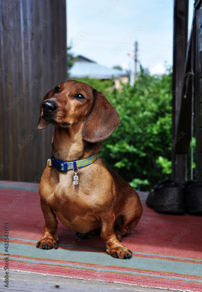 Dachshund sits on porch of country house