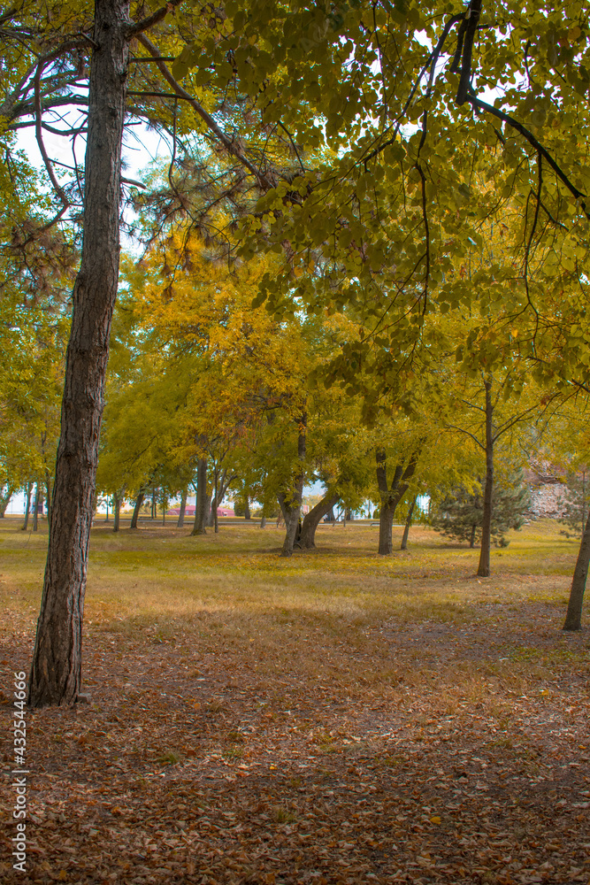 Naklejka premium autumn trees in the park