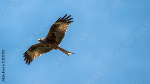 Red kite  bird of prey  close up in the air on a sunny day 