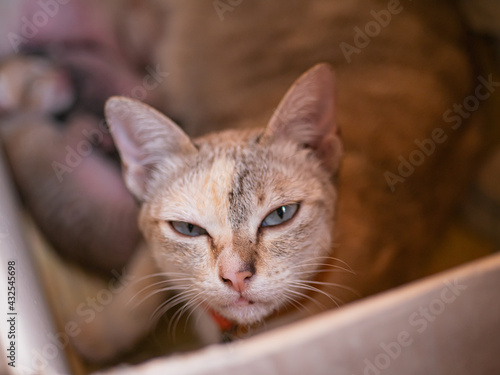 portrait of a cat © Ireatcamera Stock