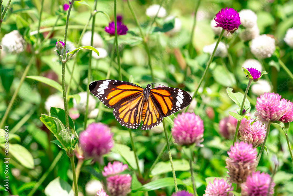 Obraz premium butterfly on flower