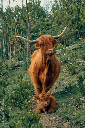 Highland cow with her calf in the field