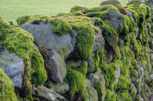 A moss covered wall in the English Lake District