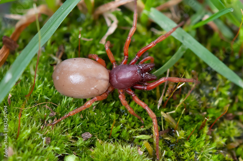 Red and orange woodlouse spider walking on green moss in springtime in Boulder, Colorado