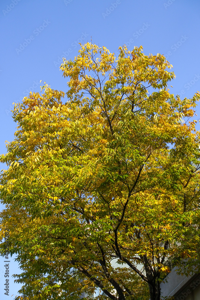 Naklejka premium 神護寺の秋景色